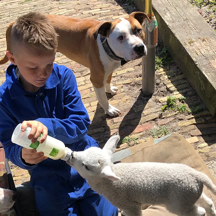 Jongen geeft een lammetje de fles terwijl een hond toekijkt bij ’t Bonte erf