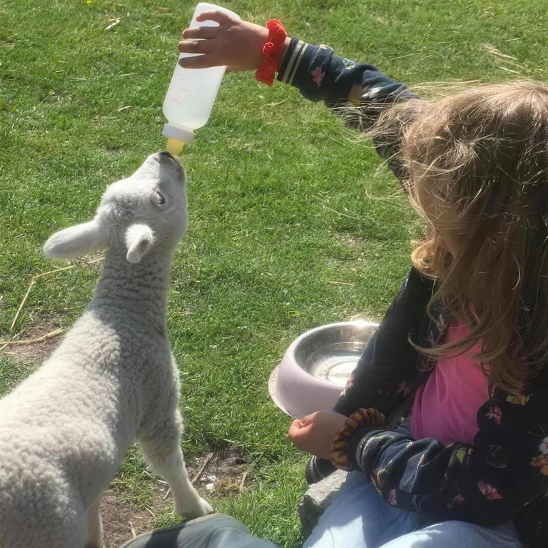 Kind geeft geconcentreerd een lammetje de fles bij ’t Bonte erf