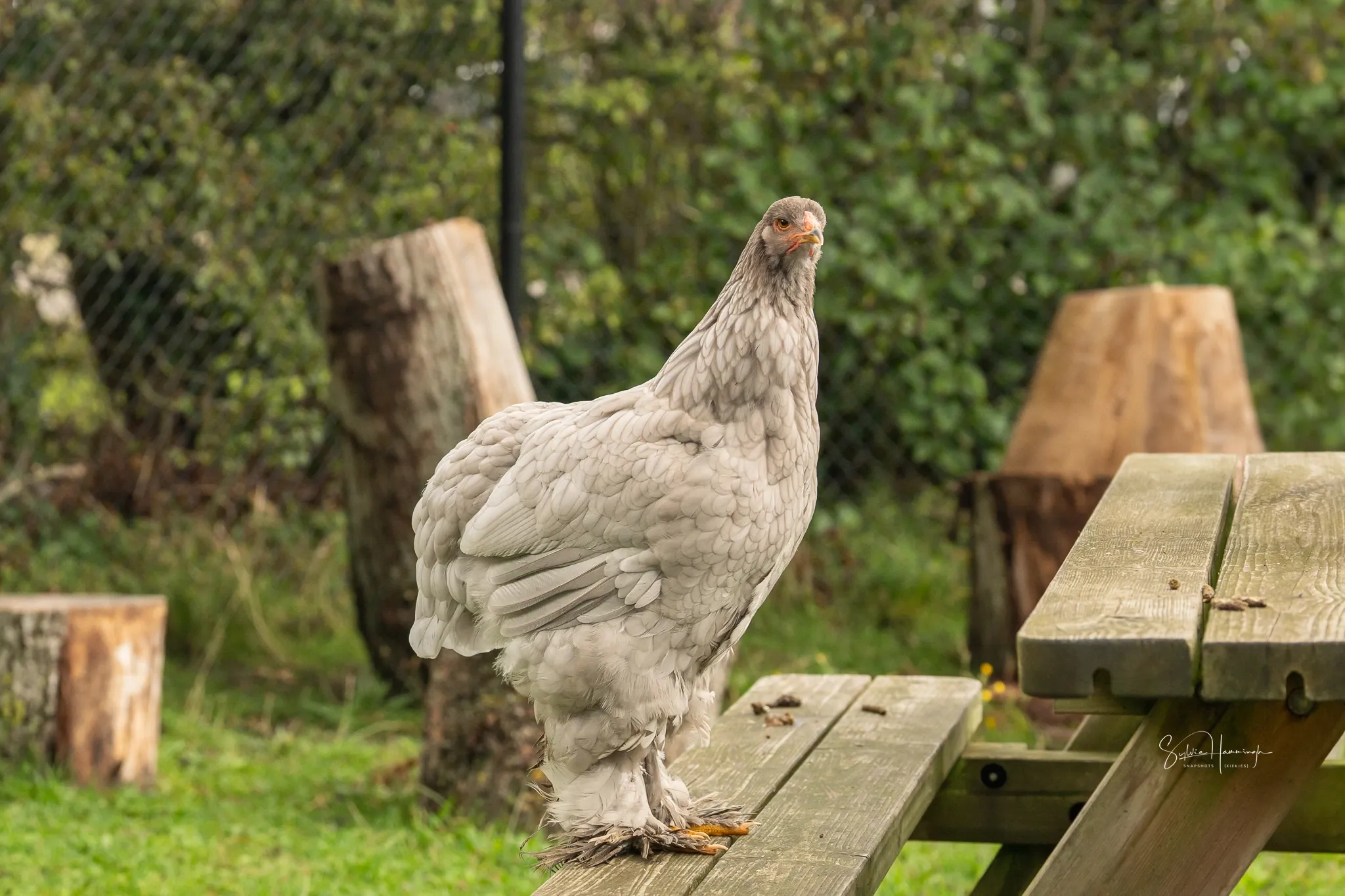 Kip op een picknicktafel bij ’t Bonte erf