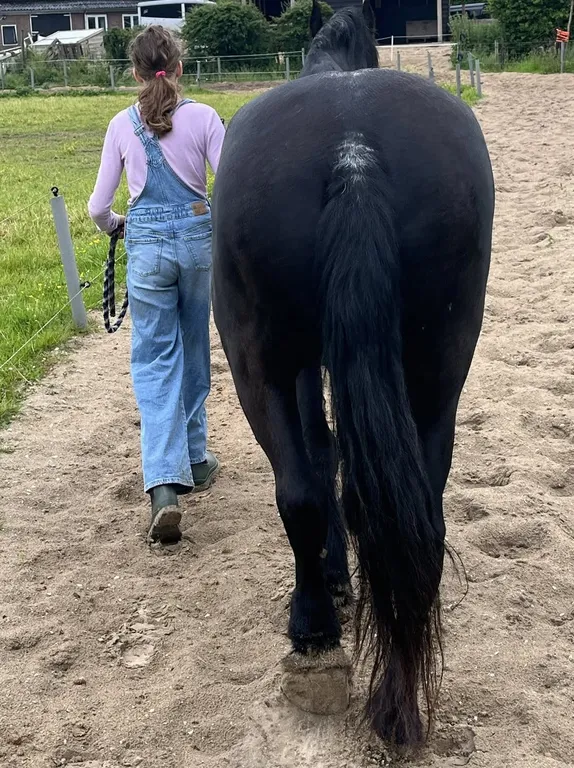 Meisje wandelt met een groot zwart paard over het buitenterrein van ’t Bonte erf